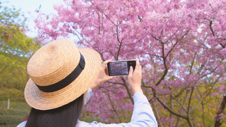 4k少女手机拍樱花视频素材