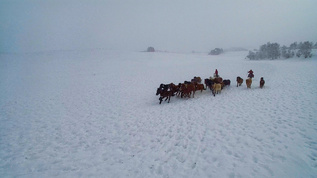内蒙古乌兰布统坝上草原冬季跑马航拍视频视频素材