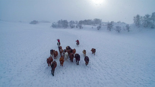 内蒙古乌兰布统坝上草原冬季跑马航拍视频视频素材