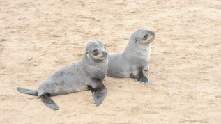 沙滩上两个可笑的毛皮海豹视频素材