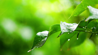 雨水水滴打在绿叶视频素材