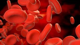 微观体内细胞血液红细胞无缝循环动画视频素材