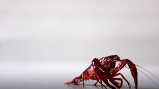 一只孤独的小龙虾视频素材