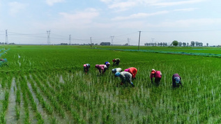 种水稻视频素材