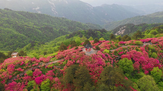 环绕航拍湖北麻城龟峰山杜鹃花花海视频素材