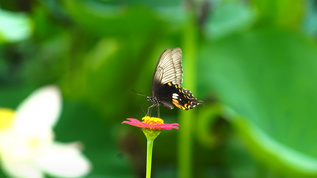 美丽的蝴蝶传播花粉视频素材