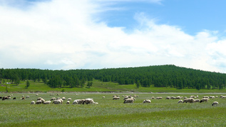 草原中的羊群4K合集视频素材
