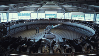 自动挤奶转盘现代奶牛场设施视频素材