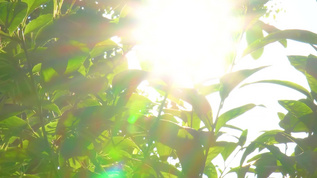 夏日阳光下的树木视频素材