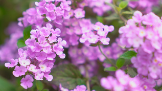 紫色的花丛视频素材