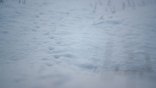 白雪躺在田野地面上视频素材