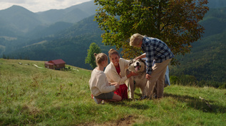 家犬在山坡上感觉很开心视频素材