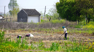 田里耕地的农民视频素材