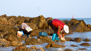 海边挖花蛤的渔民视频素材