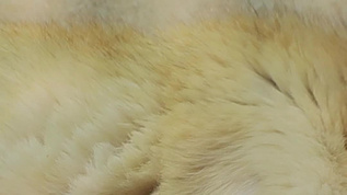 耳廓狐实拍哺乳动物mp4格式视频下载_正版视频编号4484476-摄图网