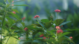 植物4K空镜集合集锦视频素材