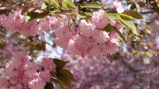 春季风光盛开的樱花合集视频素材