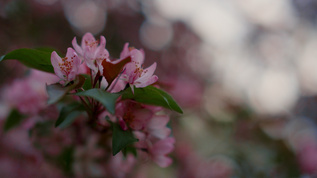 特写粉红色的树花盛开视频素材