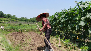 农民蔬菜地里种蔬菜视频素材