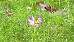 花丛中的格桑花视频素材