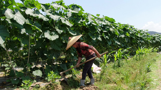 农民蔬菜地里种蔬菜视频素材