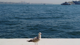 大海与海鸥视频素材