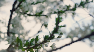 白色的花朵在春天的大自然中绽放视频素材