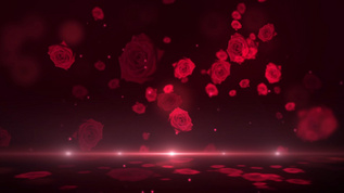 情人节爱情玫瑰背景视频素材