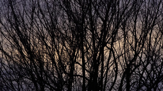 日落2时的空树枝视频素材