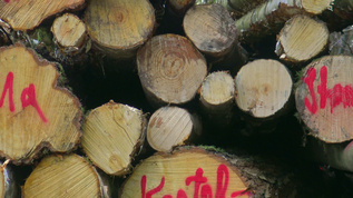 标记木材视频素材