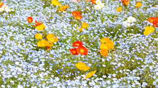 蓝色小花花丛视频素材