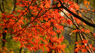 红色的枫树叶视频素材