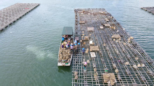 渔业生蚝养殖基地4K航拍视频素材