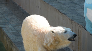 动物园中的北极熊视频素材