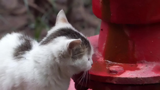 城市街头可爱流浪猫捕捉镜头视频素材