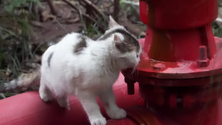 城市街头可爱流浪猫捕捉镜头视频素材