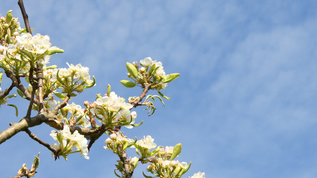 梨花蓝色天空上鲜花的树枝视频素材