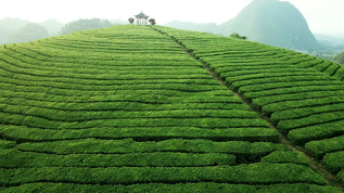 春天茶园定点环绕航拍视频视频素材