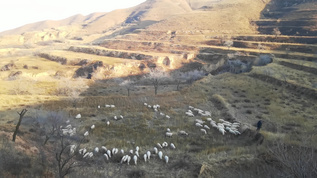 4K北方山区放羊 牧羊人山坡上赶羊视频素材
