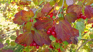 秋天花园里有红色树枝的拉坦树枝视频素材