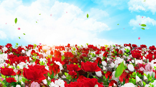 4K唯美的玫瑰花丛穿梭背景素材视频素材
