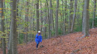 秋天青年女旅游者在山脚林中行走视频素材