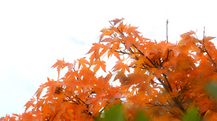 4K秋天金黄的树叶视频素材