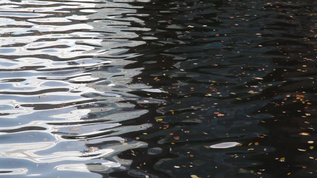 漂浮在水面上的叶子视频素材