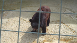 棕熊在笼子里视频素材
