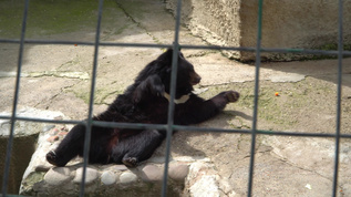 棕熊在笼子里视频素材
