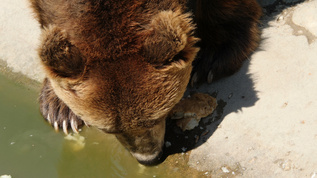 单棕熊在动物园吃视频素材