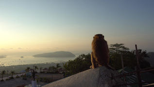一只猴子看着美丽的日出视频素材