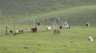新疆天山牧场牲畜视频素材