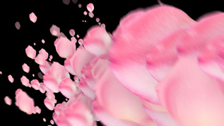 粉色玫瑰花瓣 情人节 婚礼婚庆 背景视频素材视频素材